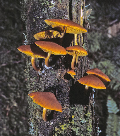 Gymnopilus bellulus
